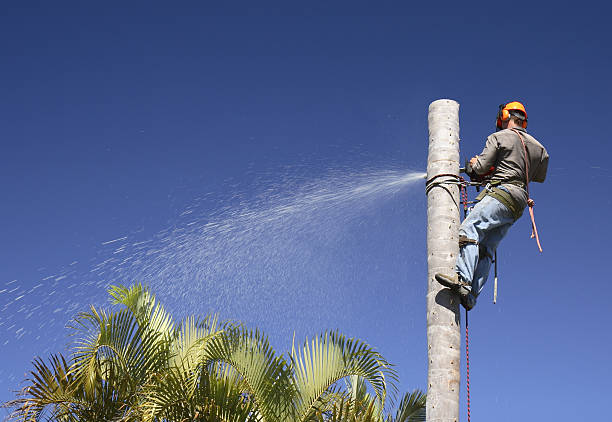 Best Tree Removal  in Singac, NJ