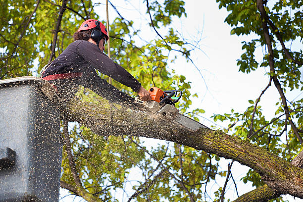 Best Weed Control  in Singac, NJ